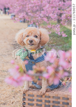 河津桜と犬 河津桜と犬 111769057