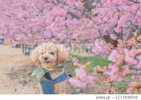 河津桜と犬 111769058