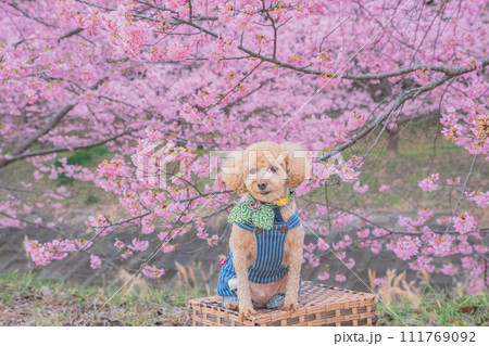 河津桜と犬 111769092