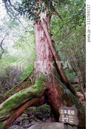 屋久島　白谷雲水峡　三本足杉 111769117