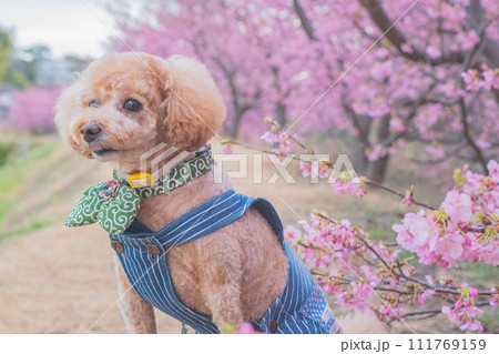 河津桜と犬 河津桜と犬 111769159
