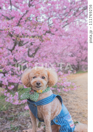 河津桜と犬 河津桜と犬 111769256