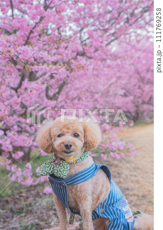 河津桜と犬 河津桜と犬 111769258