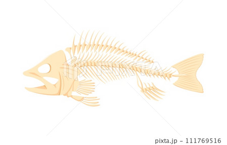 Cartoon fish bones, isolated vector skeleton, stripped of flesh. Delicate and intricate fish bones primarily composed of cartilage, feature a spine with attached ribs, a skull, tail and fin supports Cartoon fish bones, isolated vector skeleton, stripped of flesh. Delicate and intricate fish bones primarily composed of cartilage, feature a spine with attached ribs, a skull, tail and fin supports 111769516