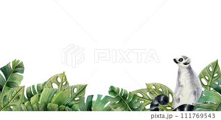 Lemur monkey in tropical leaves and bushes horizontal banner watercolor illustration isolated on white background with jungle forest nature and exotic plants Lemur monkey in tropical leaves and bushes horizontal banner watercolor illustration isolated on white background with jungle forest nature and exotic plants 111769543