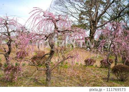伊勢離宮院公園　しだれ梅 111769573