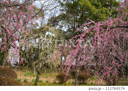 伊勢離宮院公園　しだれ梅 111769574