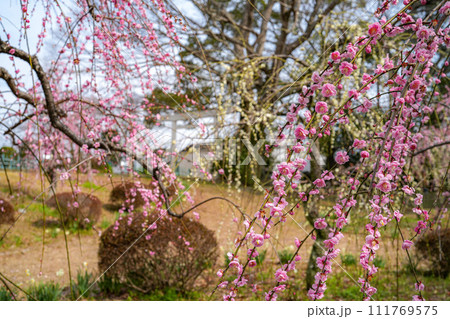 伊勢離宮院公園　しだれ梅 111769575
