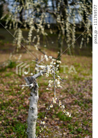 伊勢離宮院公園　しだれ梅 111769577