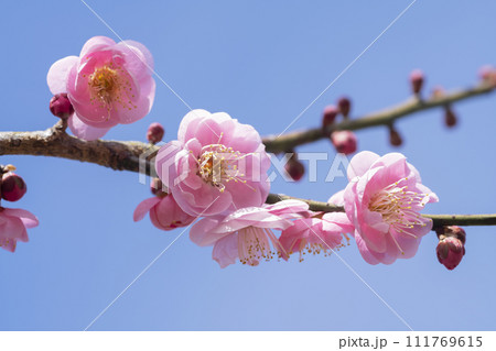 ピンクの梅の花 111769615