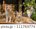cute cats staring at something. 111769774