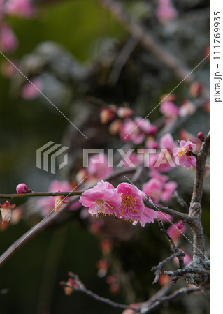 伊勢離宮院公園　しだれ梅 111769935