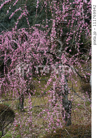 伊勢離宮院公園　しだれ梅 111769942