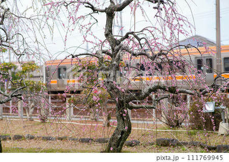 伊勢離宮院公園　しだれ梅 111769945