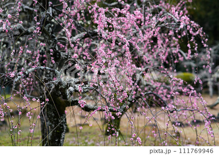 伊勢離宮院公園　しだれ梅 111769946