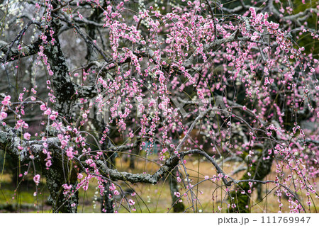 伊勢離宮院公園　しだれ梅 111769947