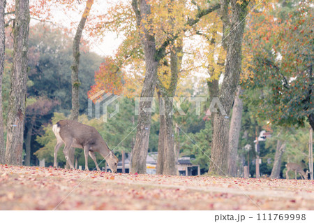 紅葉の美しい11月の奈良公園の鹿2 紅葉の美しい11月の奈良公園の鹿2 111769998