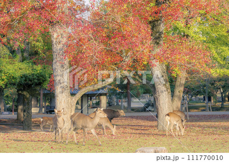 紅葉の美しい11月の奈良公園の鹿3 111770010