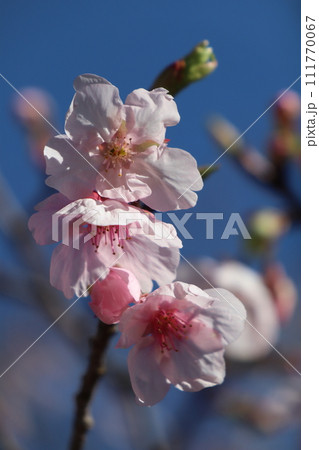 飫肥城址の河津桜 飫肥城址の河津桜 111770067