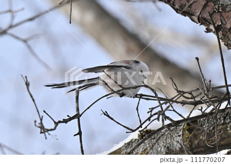 シマエナガ シマエナガ 111770207