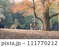 紅葉が美しい秋の朝の奈良公園の鹿 111770212