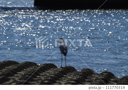 広島市　早朝の太田川放水路にてアオサギとシラサギ 111770319