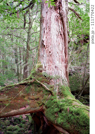 屋久島　白谷雲水峡　三本足杉 111770422