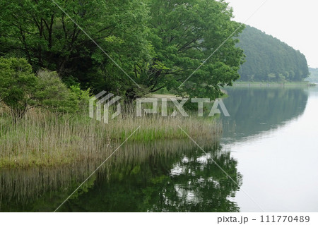 静岡県【朝霧高原】田貫湖の水辺 111770489
