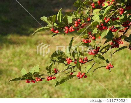 ウメモドキの実 111770524