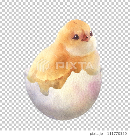 Watercolor illustration of a fluffy chicken in the cracked egg hand painted. The symbol of spring, new life, nature's awakening and Easter celebration Watercolor illustration of a fluffy chicken in the cracked egg hand painted. The symbol of spring, new life, nature's awakening and Easter celebration 111770530