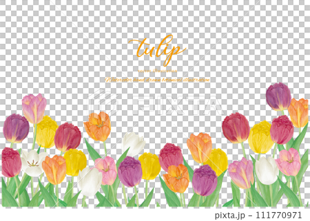 Watercolor hand drawn colorful tulip flower field background material 111770971