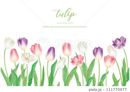 チューリップの花のベクターイラスト チューリップの花のベクターイラスト 111770977