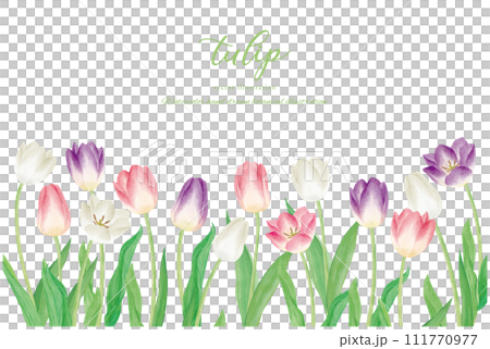 Tulip flower vector illustration 111770977