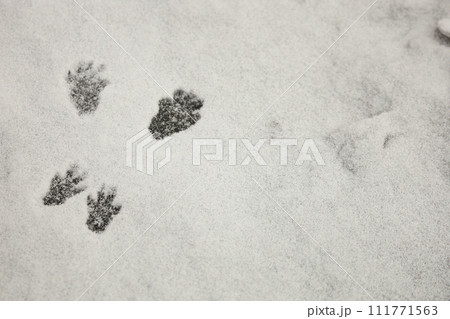 冬　雪の上に残されたエゾリスの足跡　 111771563