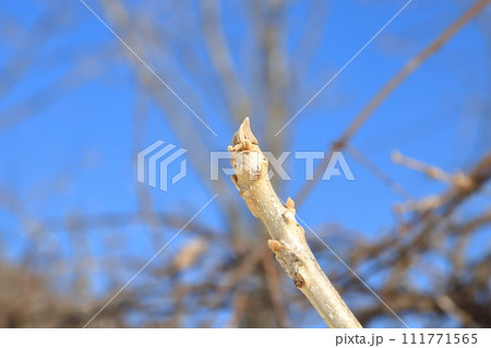 オニグルミの新芽 111771565