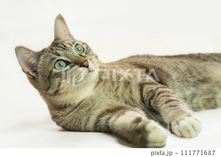 The gray cat looks very cute. The gray cat looks very cute. 111771687