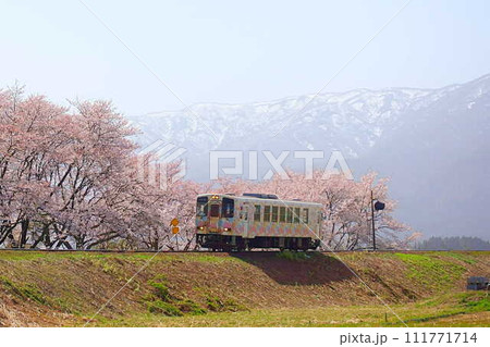 満開の桜　残雪　フラワー長井線　山形鉄道 111771714