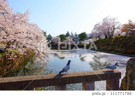 満開の桜　花筏　松が岬公園　さくら　サクラ　ソメイヨシノ 111771786