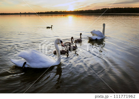 Two adult swans with cubs on the lake at sunset Two adult swans with cubs on the lake at sunset 111771962