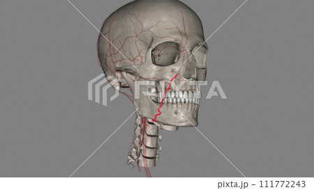 The facial artery is a branch of the external carotid artery that supplies the anatomic structures of the superficial face The facial artery is a branch of the external carotid artery that supplies the anatomic structures of the superficial face 111772243