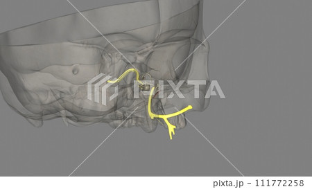 The facial nerve is the seventh cranial nerve The facial nerve is the seventh cranial nerve 111772258
