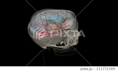 Middle cerebral artery. is the largest branch and the second terminal branch of internal carotid artery 111772304