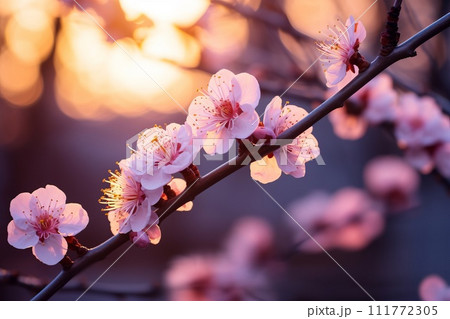 桜と夕日 111772305