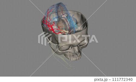 Middle cerebral artery. is the largest branch and the second terminal branch of internal carotid artery 111772340