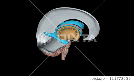 The forebrain structures include the caudate nucleus, the putamen, the nucleus accumbens and the globus pallidus 111772359