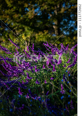 紫と青の花 111772662
