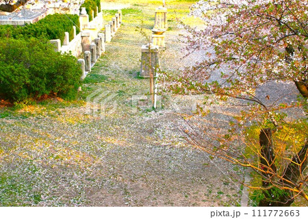 桜のある風景 111772663