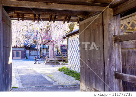 浄光寺 枝垂れ桜 浄光寺 枝垂れ桜 111772735