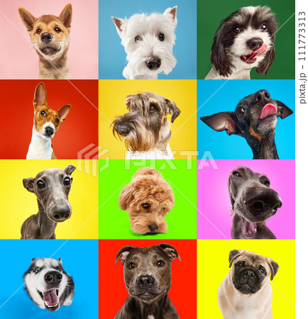 Creative collage of different breeds of dogs. Cute and funny pets posing against vivid colorful studio background. Creative collage of different breeds of dogs. Cute and funny pets posing against vivid colorful studio background. 111773313