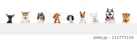 Cute and smart companion. Collage made of portraits of purebred dogs against white studio background. Cute and smart companion. Collage made of portraits of purebred dogs against white studio background. 111773316
